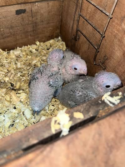 Pineapple conure and green chick baby for sale