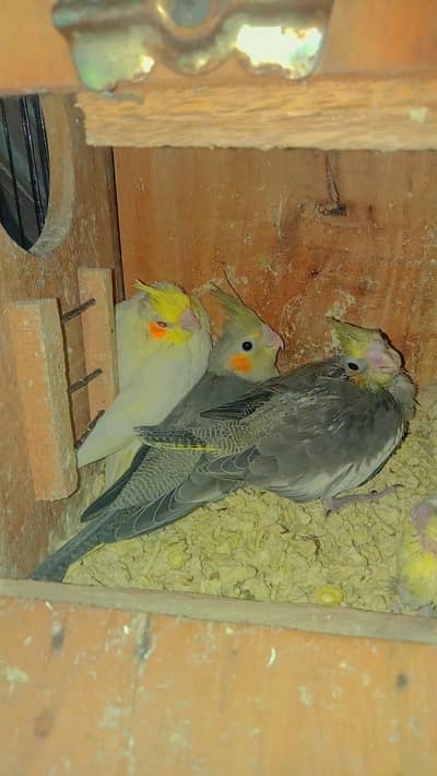Cocktail CHIKS