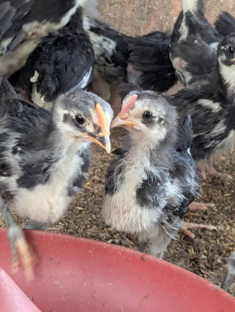 AUSTRALORP CHICKS 1