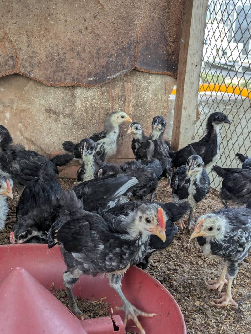 AUSTRALORP CHICKS 2