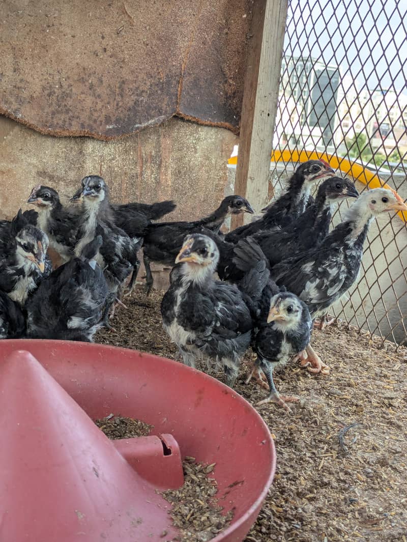 AUSTRALORP CHICKS 3