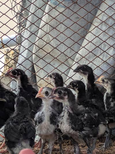 AUSTRALORP CHICKS