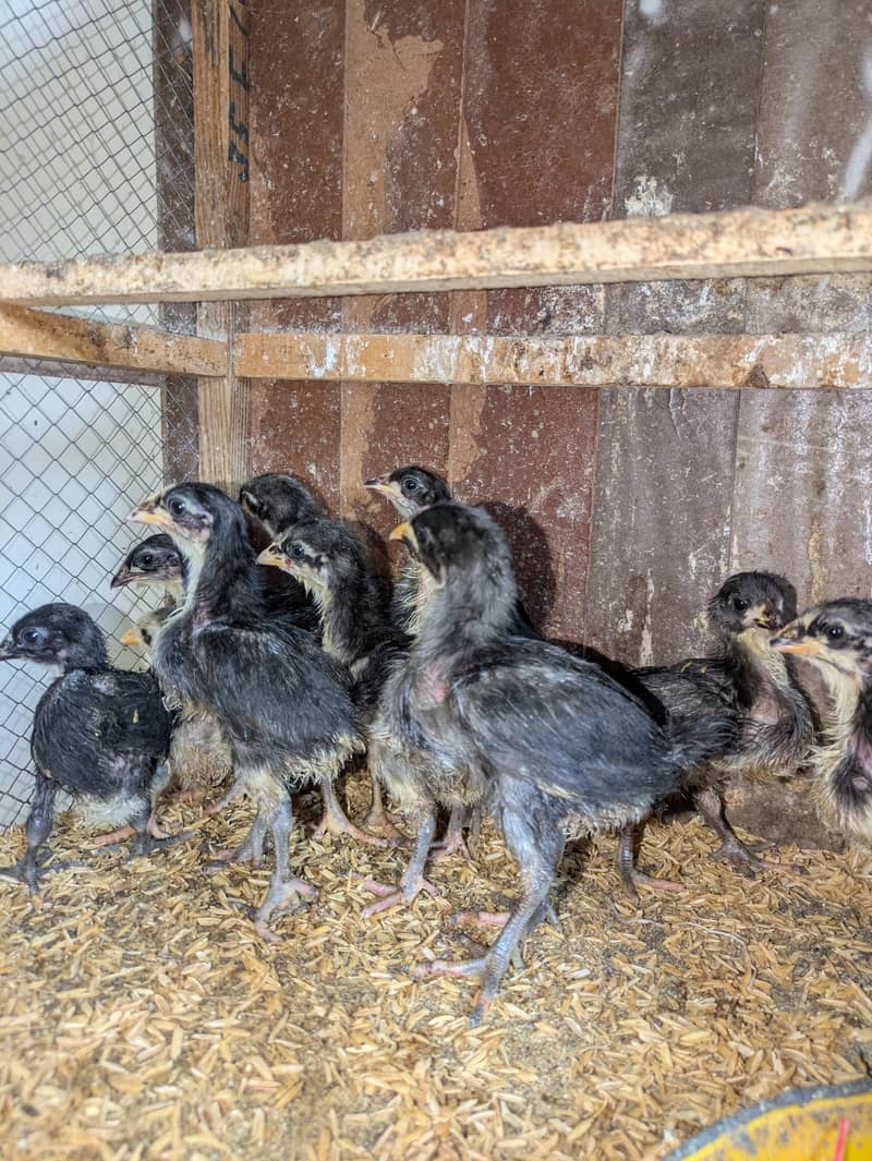 AUSTRALORP CHICKS 4