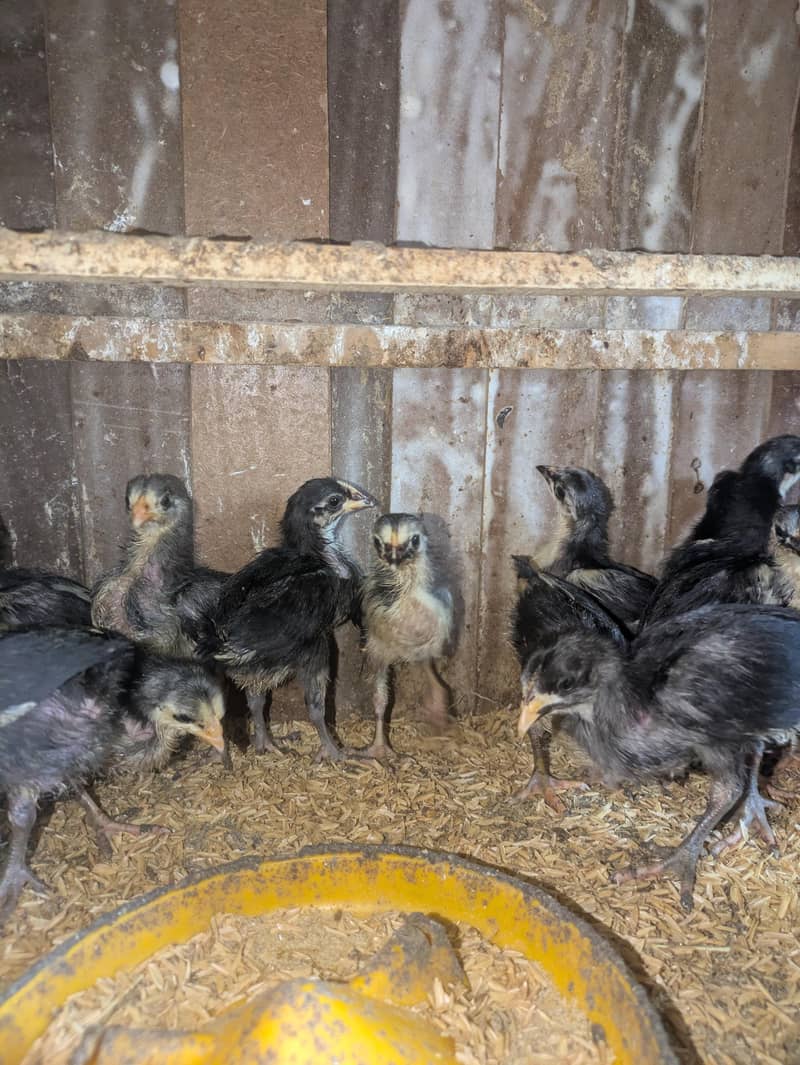 AUSTRALORP CHICKS 5