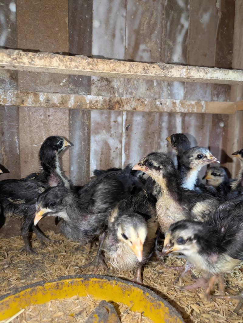AUSTRALORP CHICKS 6