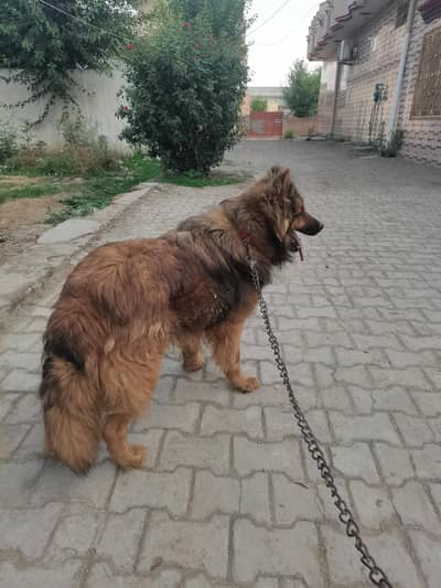 German shepherd for sale