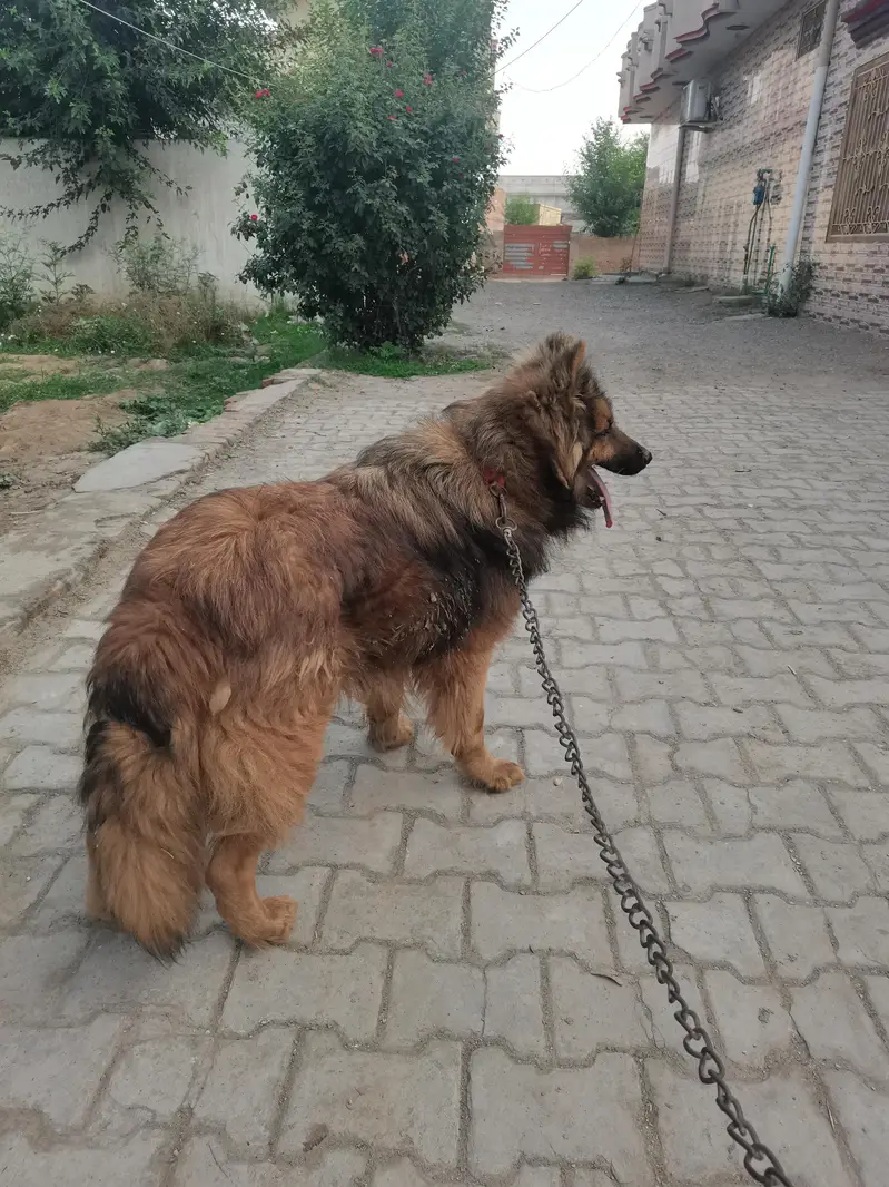 German shepherd for sale