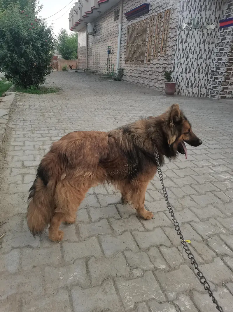 German shepherd for sale — photo 2