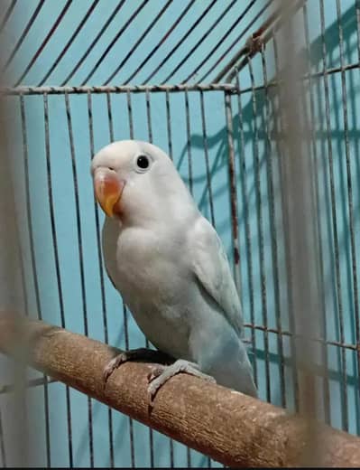 lovebird single piece