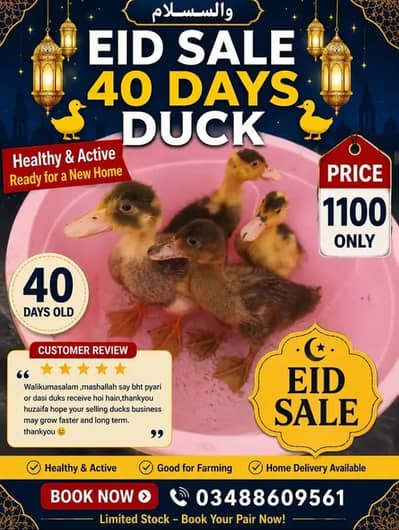1 pair duckling
