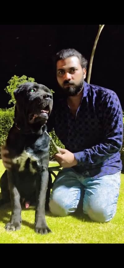Top Quality Cane Corso Male For Sale