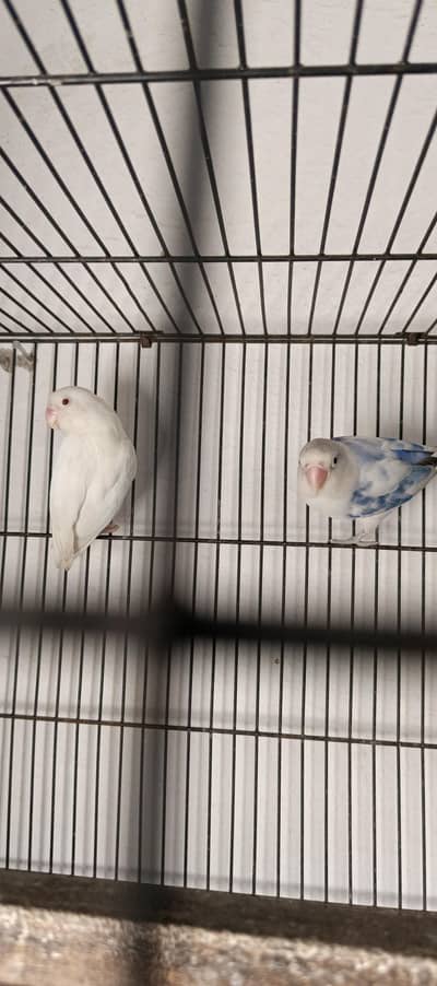 Love birds And cadge