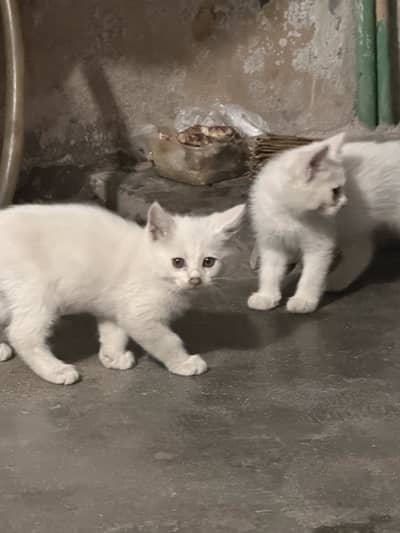 White persian kittens for sale
