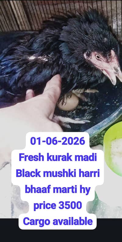 aseel kurak madi 3500 heera white patha 4500 03017104771 call whats ap