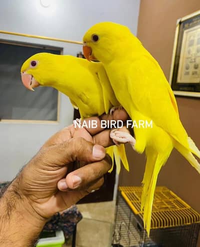 Yellow ring neck, Kashmir phari , Sunconure, Pinapple read add plz
