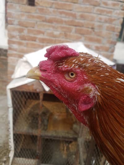 Aseel Hen 2 Female and 1 Male