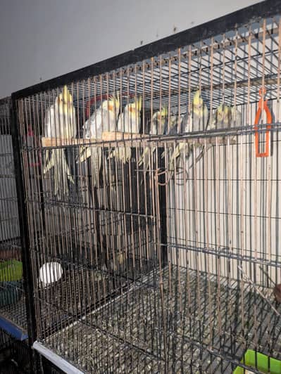 cocktail parrot