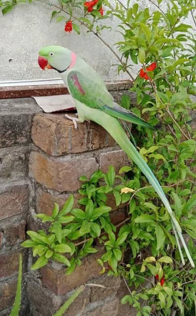 Beautiful,Active Raw Parrot