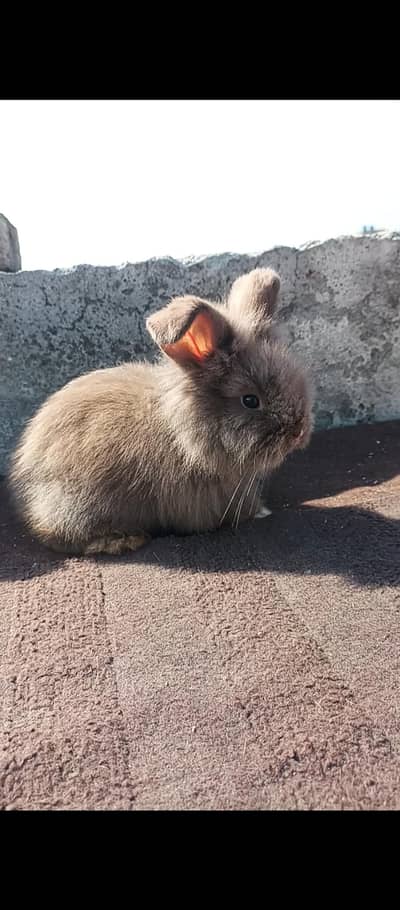 English angora rabbit