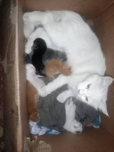 Persian cat with kittens