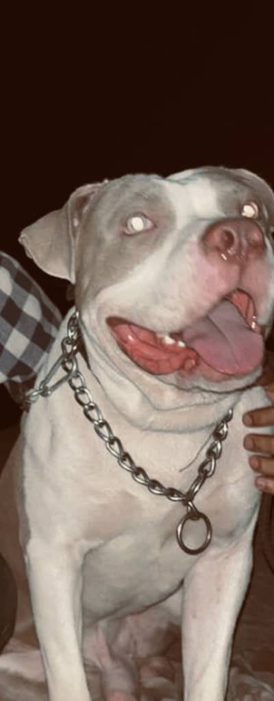 American bully