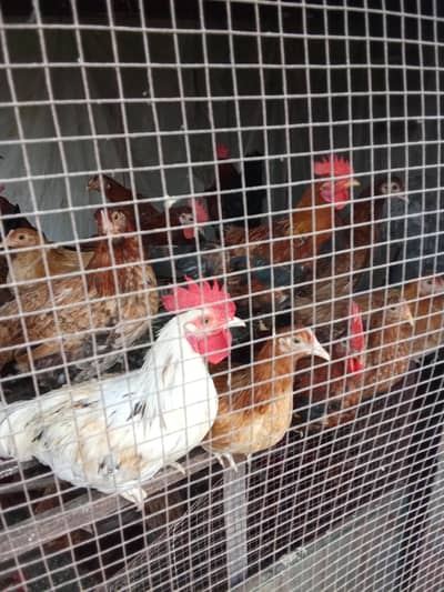 Golden misri hen for sell