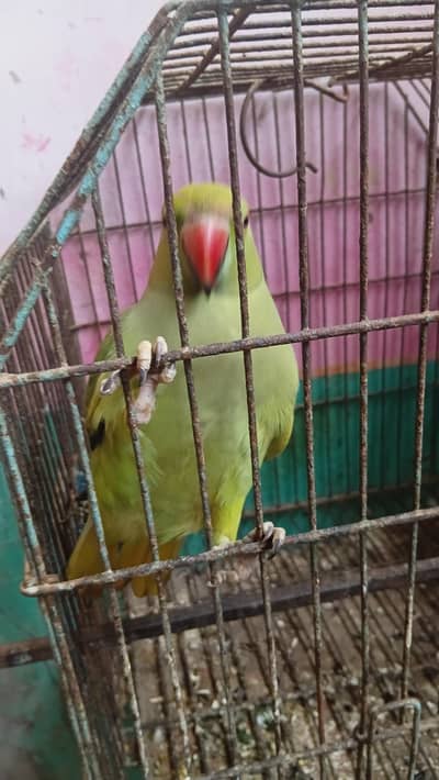 RING NECK FEMALE PARROT FOR SALE