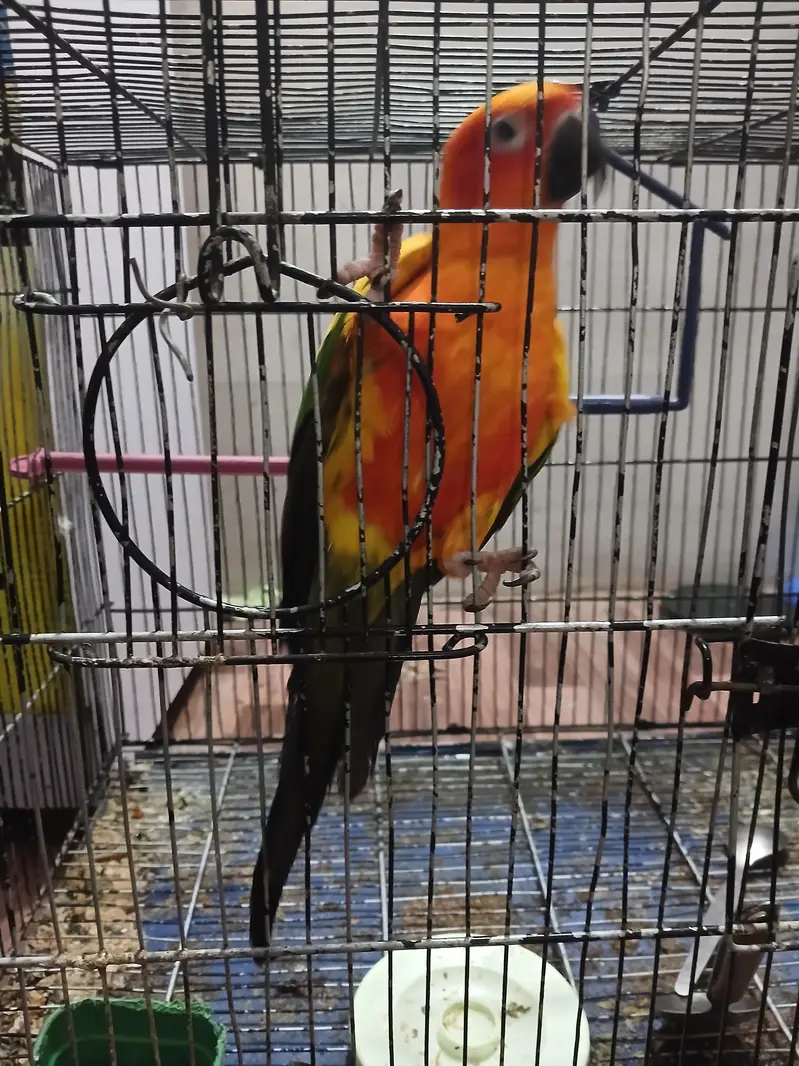 sun conure