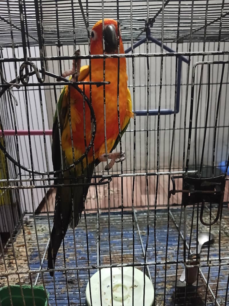 sun conure 1