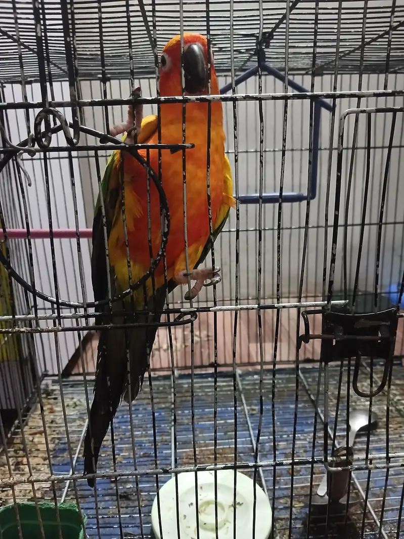 sun conure — photo 2