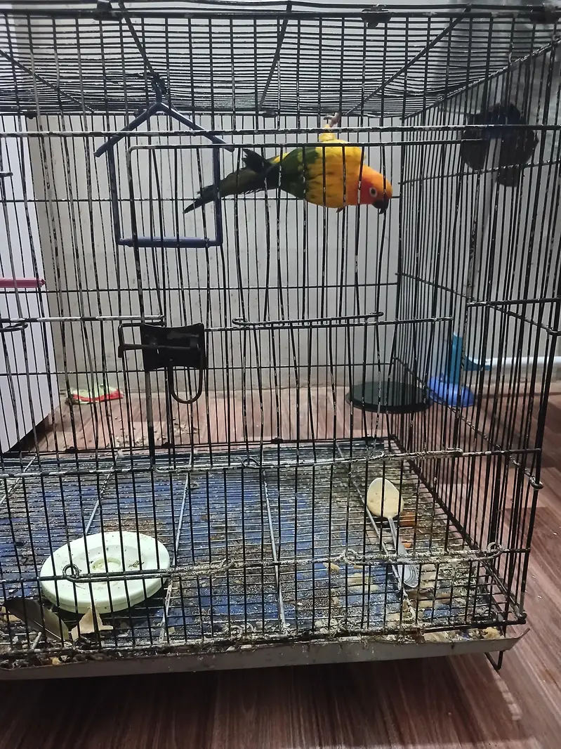sun conure — photo 3