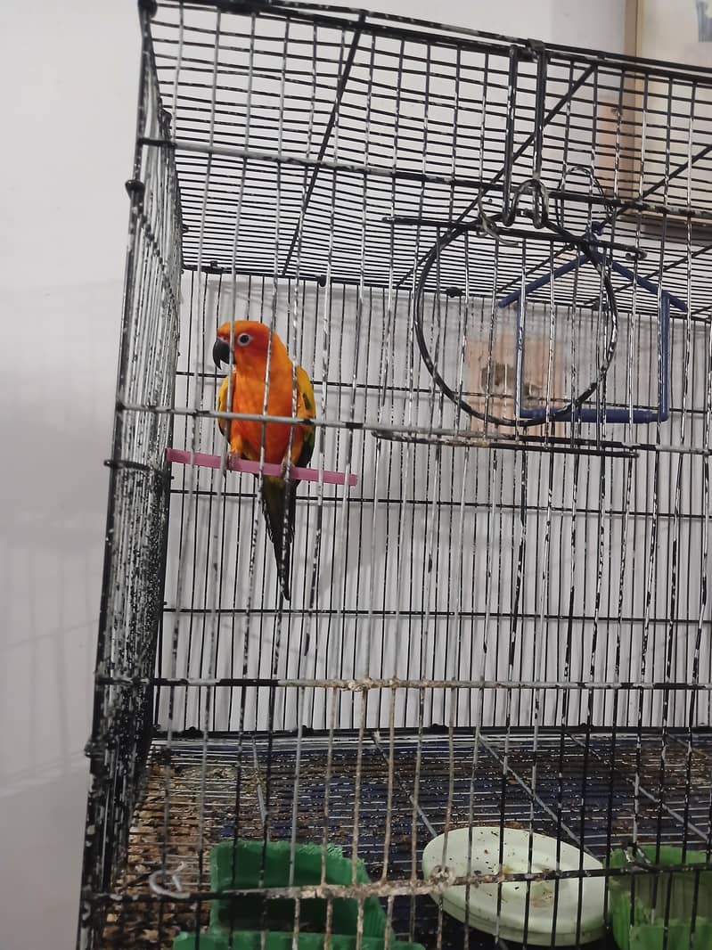 sun conure 3