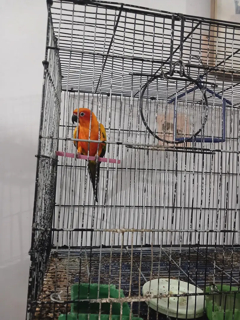 sun conure — photo 4