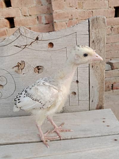 Turkey chicks