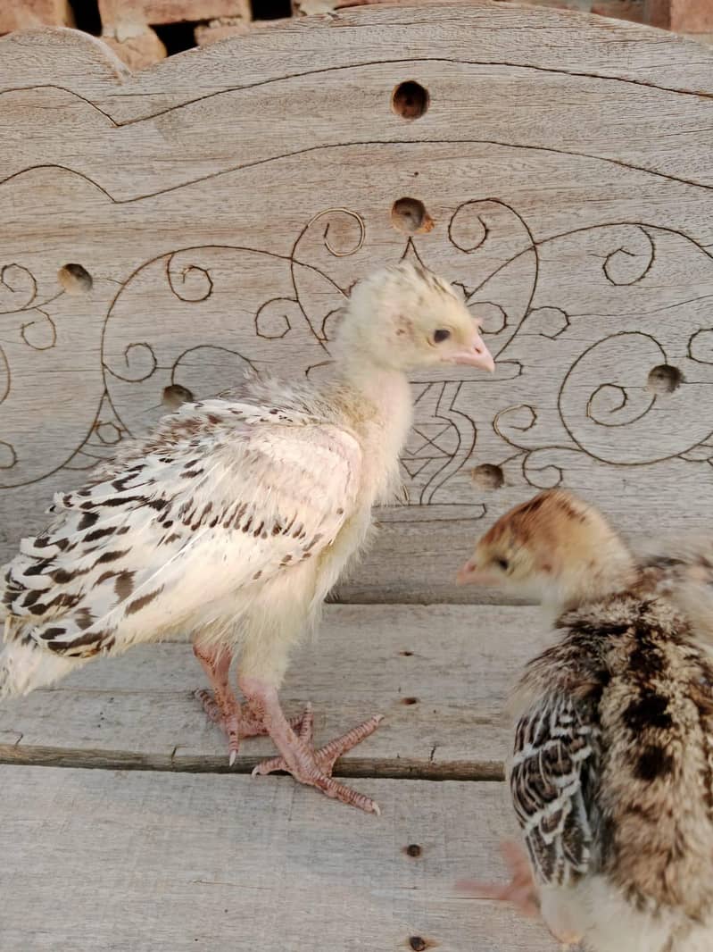 Turkey chicks 1