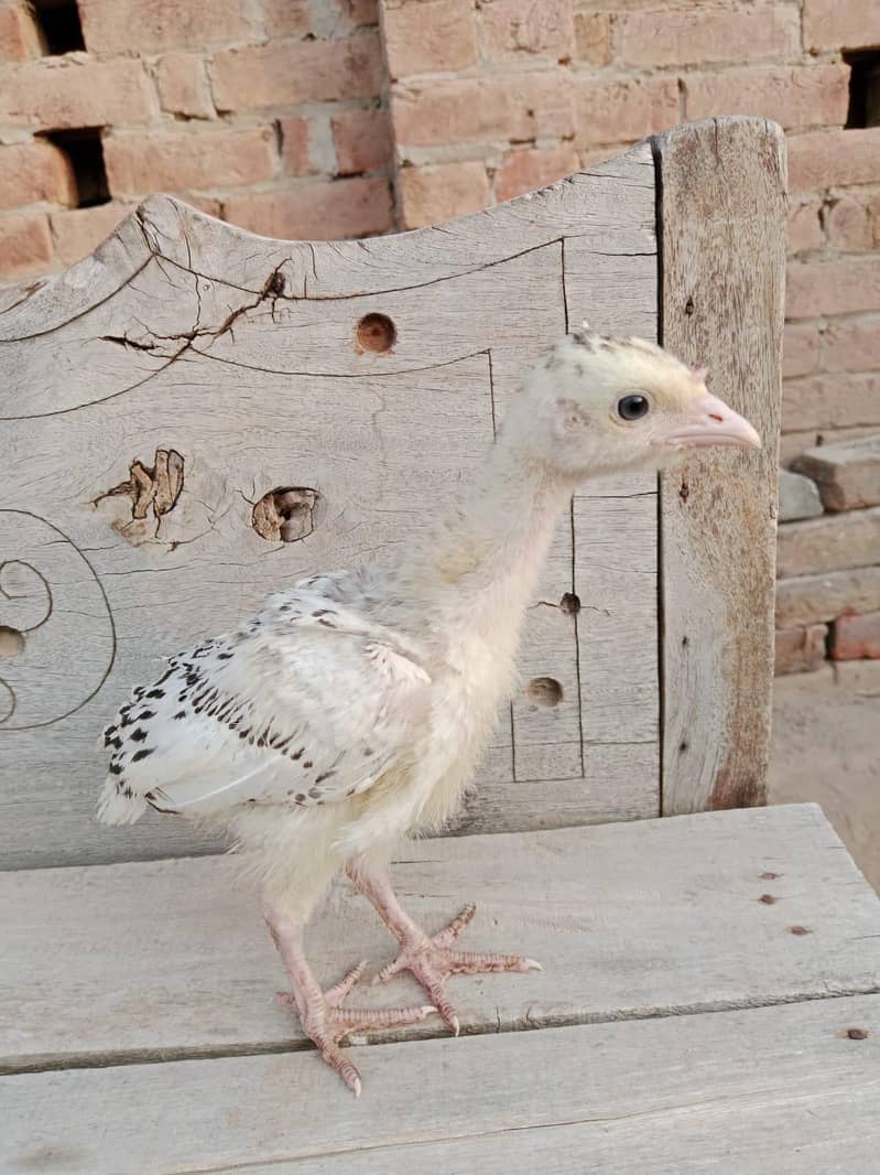Turkey chicks 3