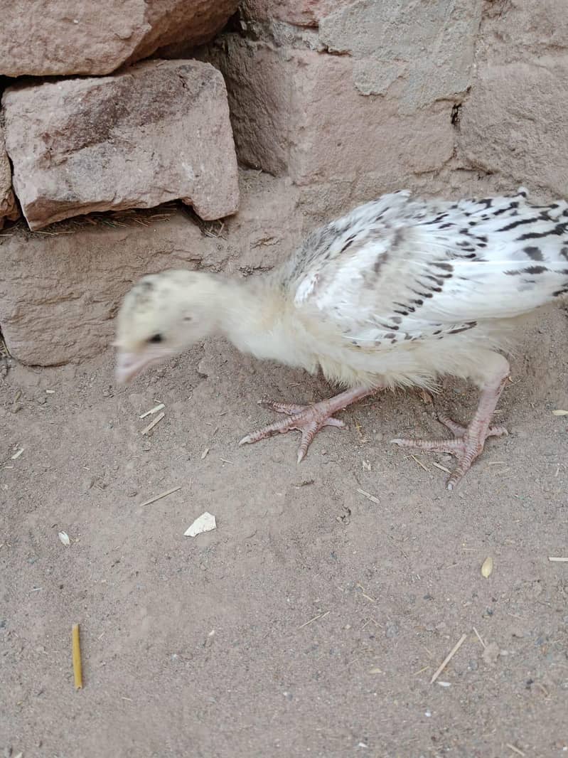 Turkey chicks 5
