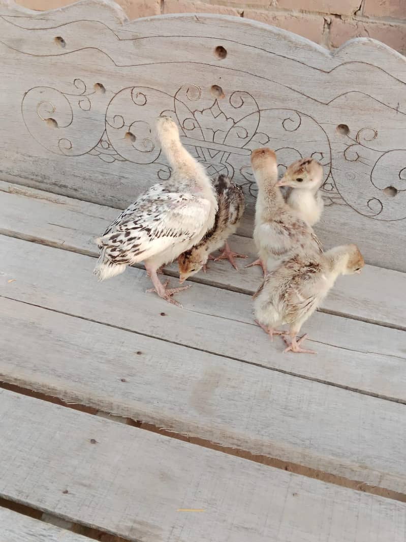 Turkey chicks 6