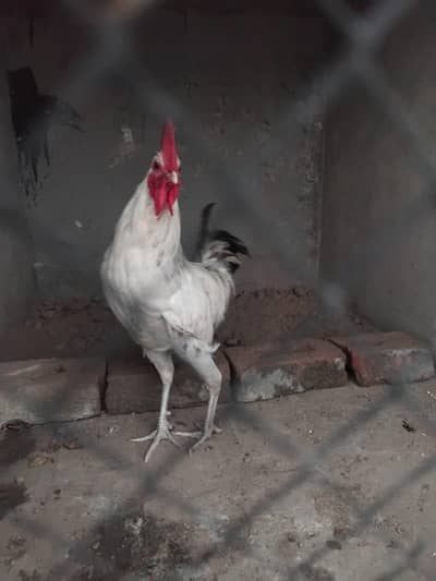 Desi Hens pair