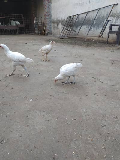 heera breed