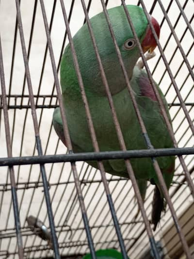 parrot