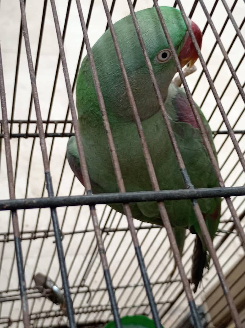 parrot 0