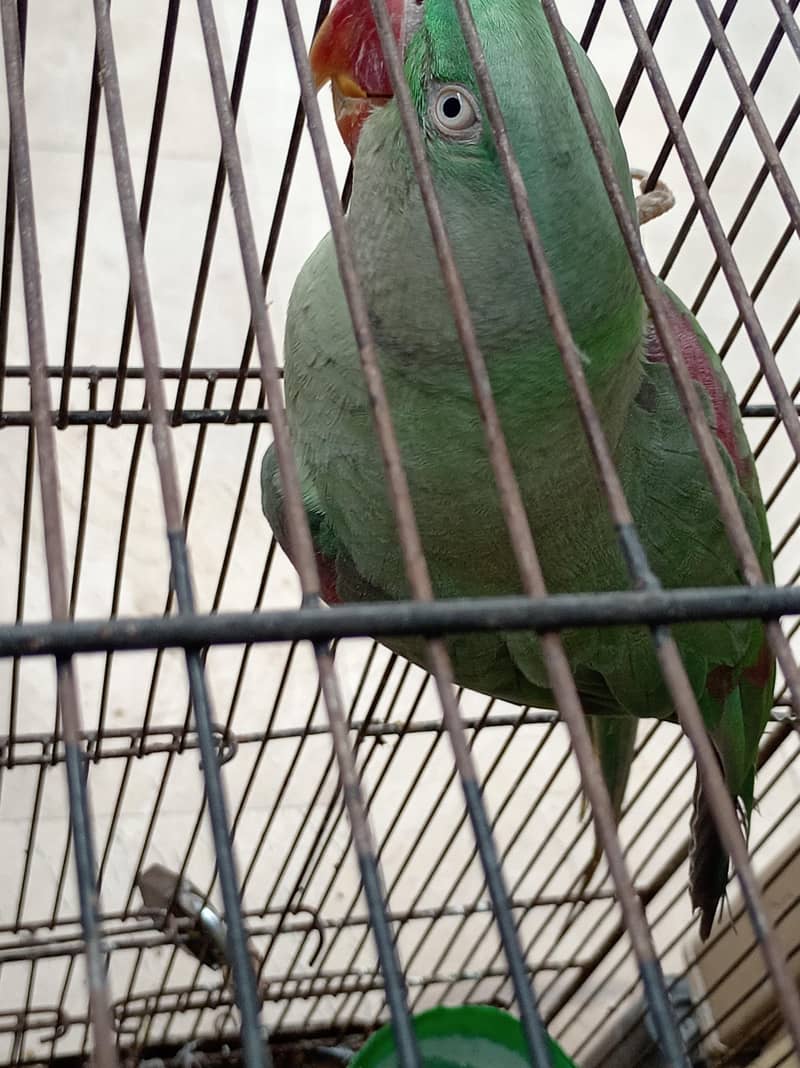 parrot 1