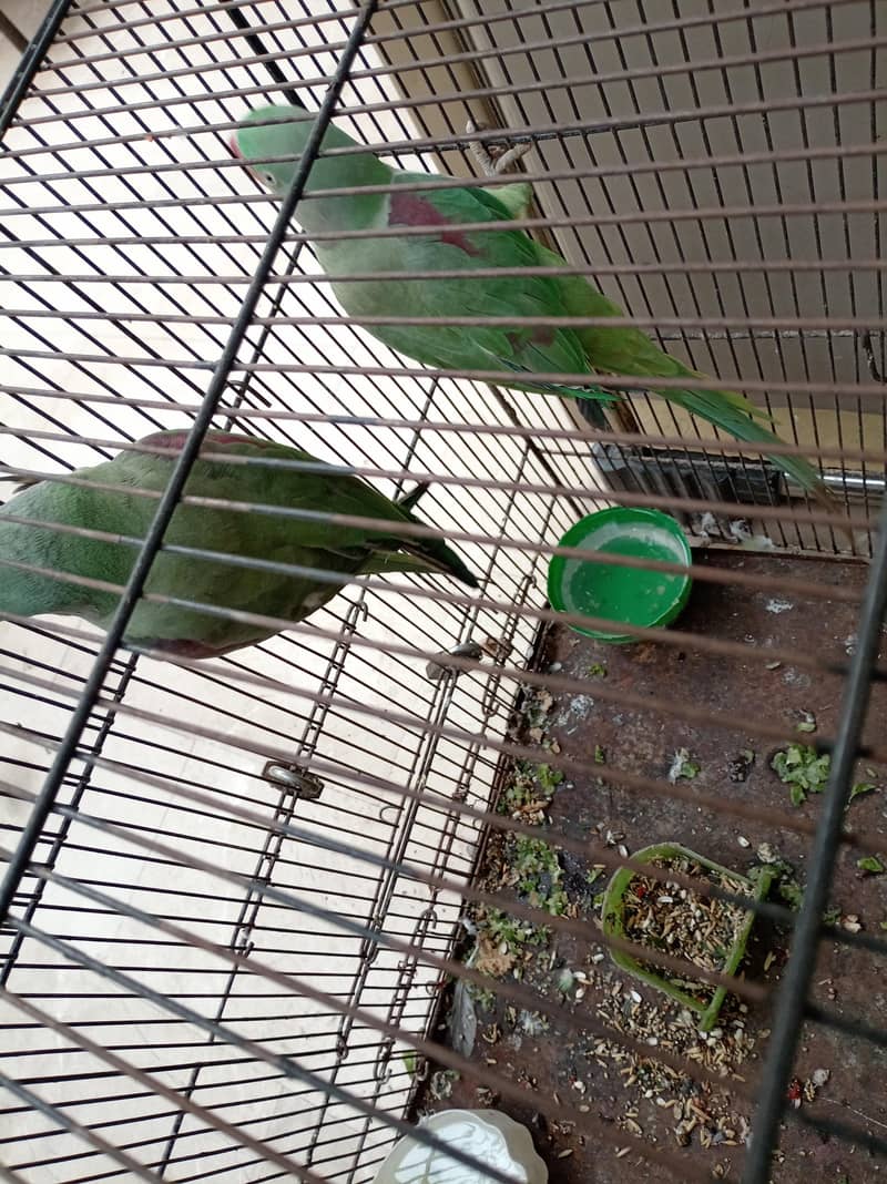 parrot 2