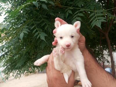 Russian pink nose puppies available for sale