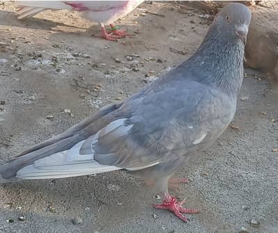 Saleti male highflyer