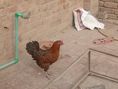 desi breed hen available