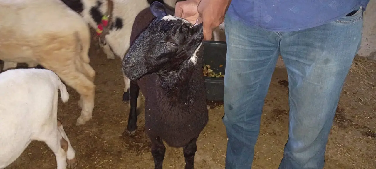sheep for sale | dumba | qurbani sheep | dumba | bakra | healthy activ — photo 2