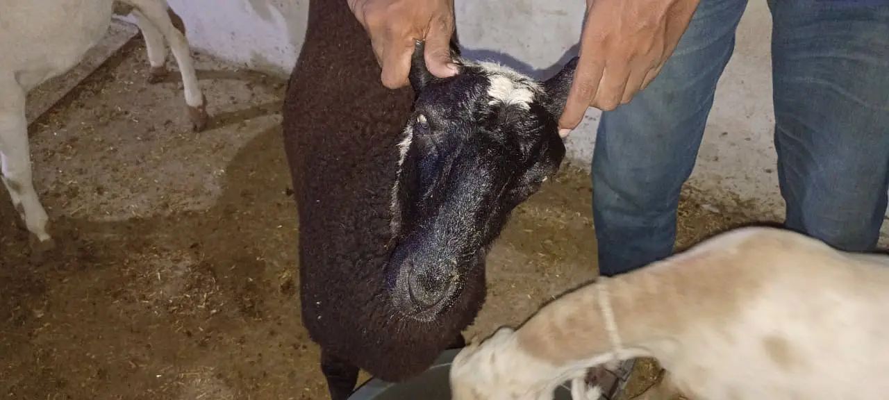 sheep for sale | dumba | qurbani sheep | dumba | bakra | healthy activ — photo 3