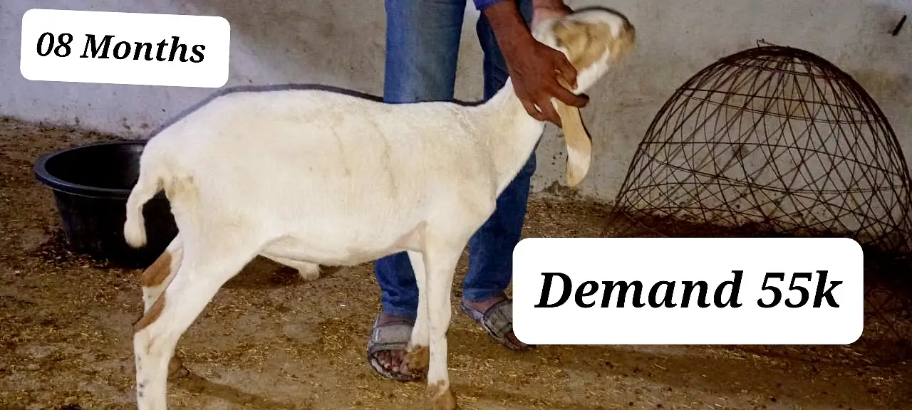 sheep for sale | dumba | qurbani sheep | dumba | bakra | healthy activ — photo 4